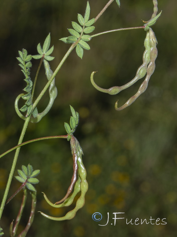 Ornithopus sativus isthmocarpus.08