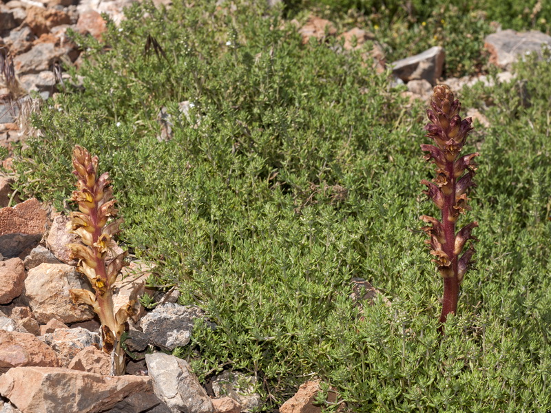 Orobanche alba.01