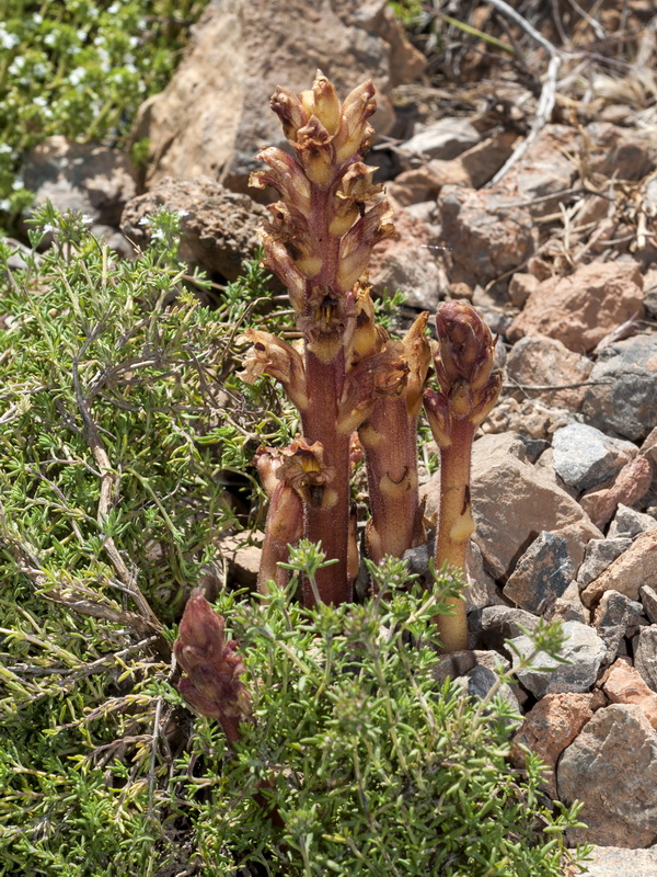 Orobanche alba.02