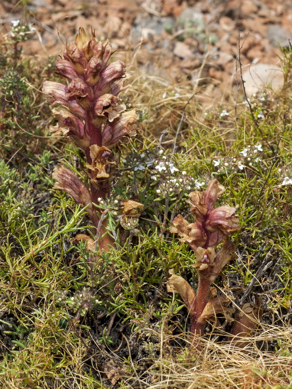 Orobanche alba.03