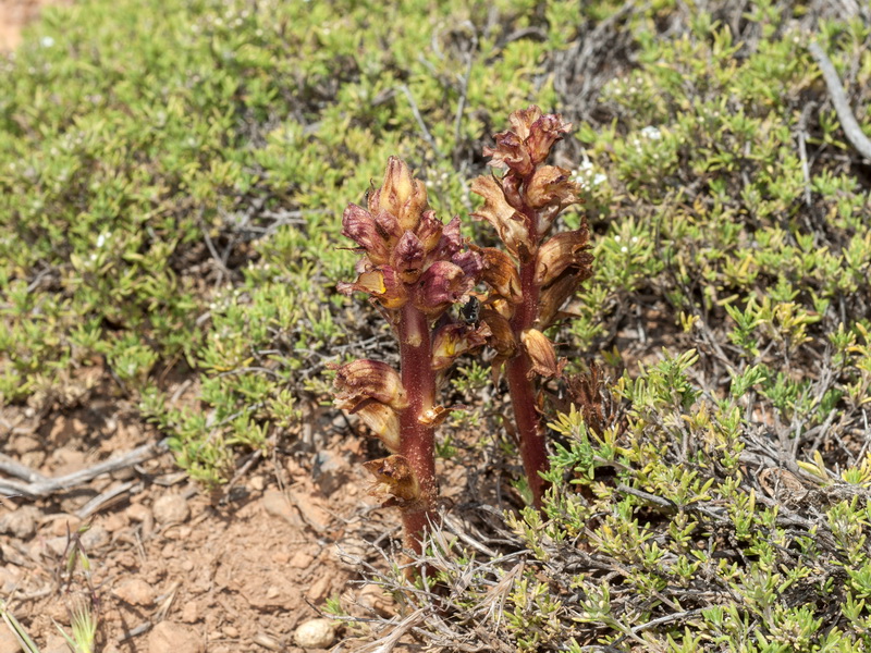 Orobanche alba.04