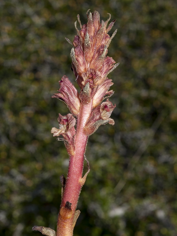 Orobanche alba.07