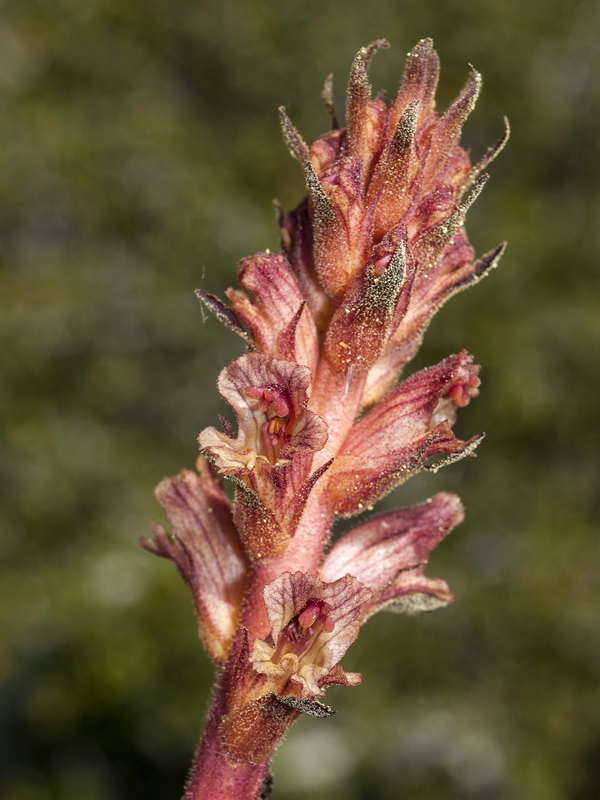 Orobanche alba.07