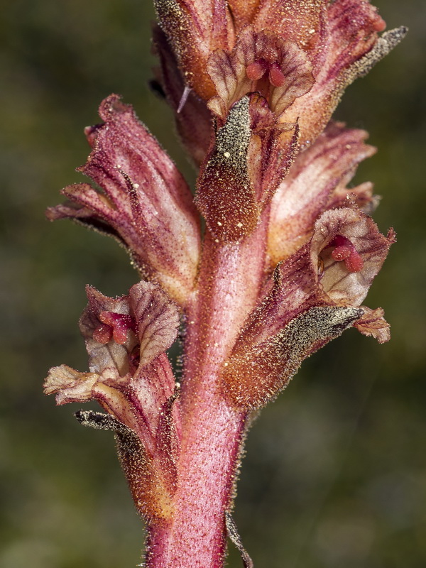 Orobanche alba.10