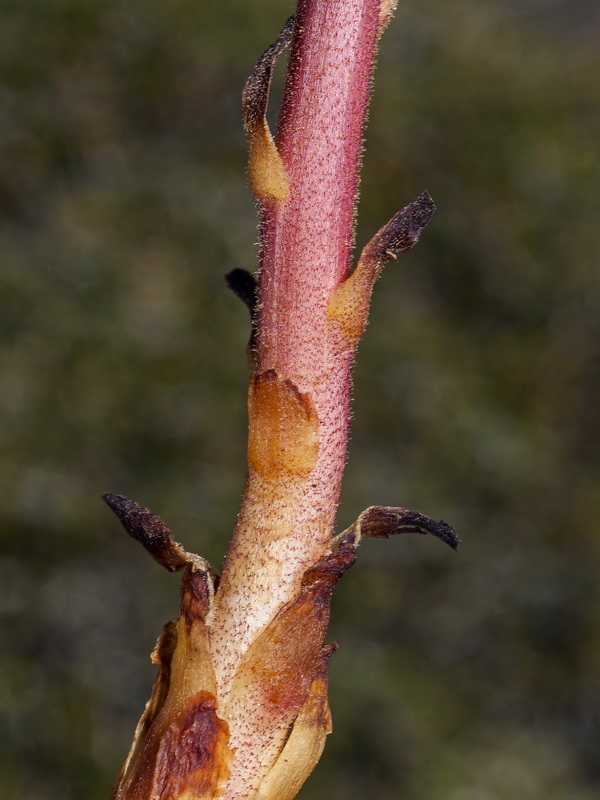 Orobanche alba.11