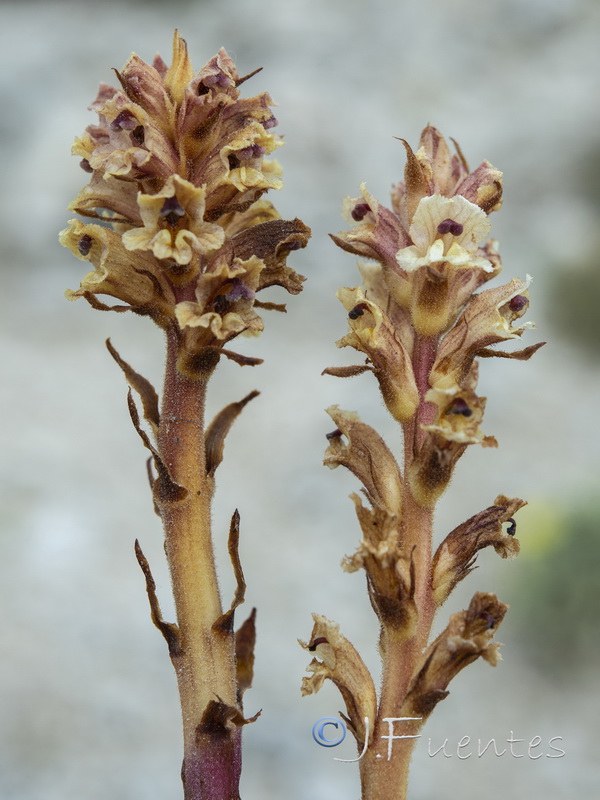 Orobanche alba.13