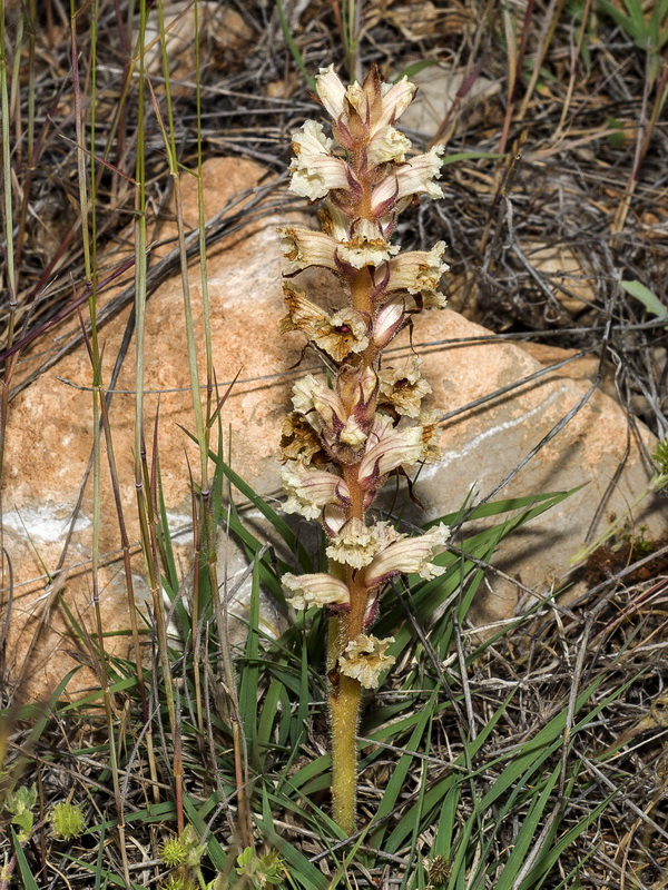 Orobanche almeriensis.02