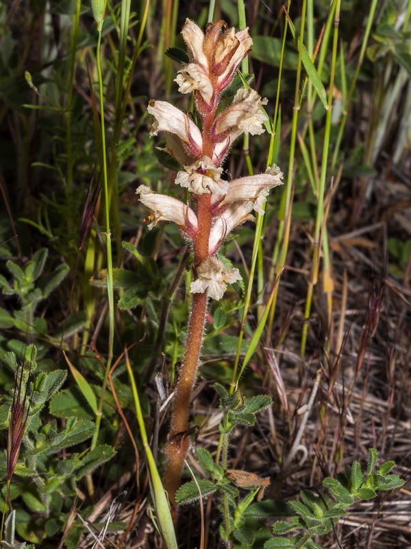 Orobanche almeriensis.03