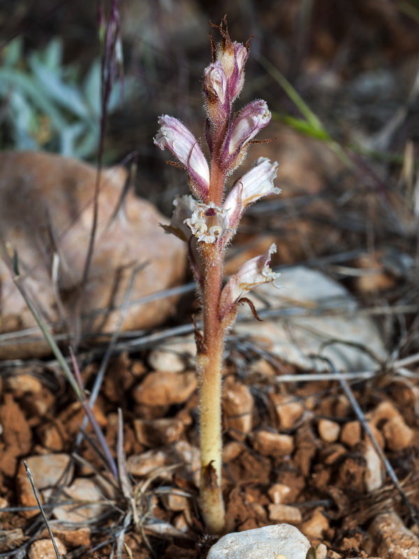Orobanche almeriensis.04