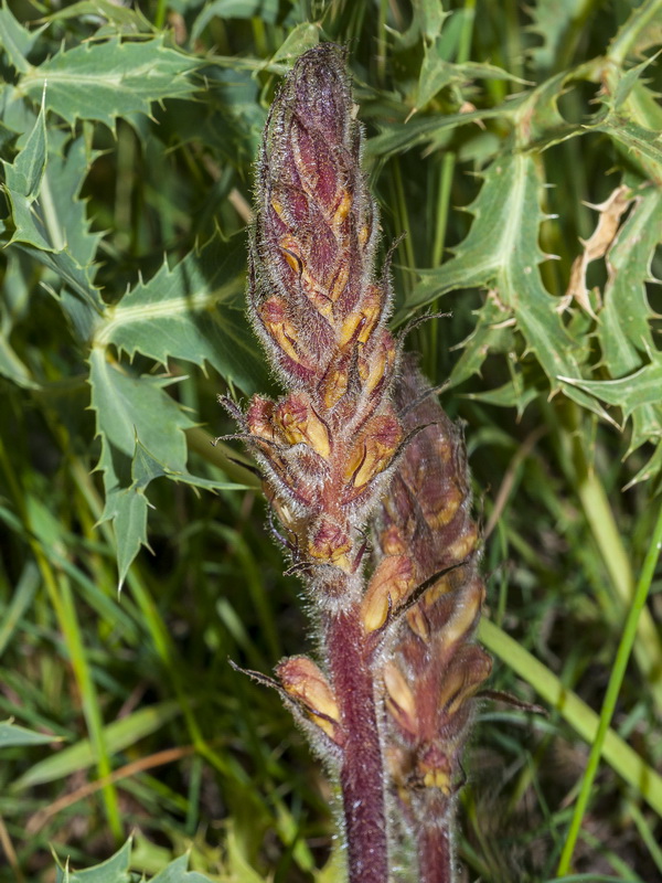 Orobanche almeriensis.06
