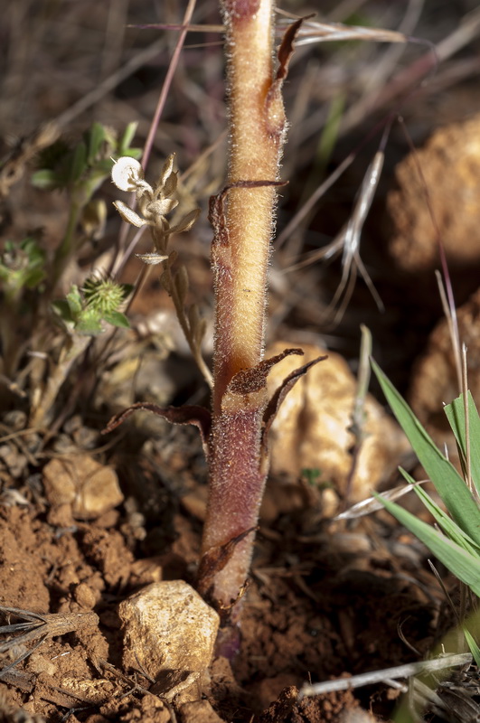 Orobanche almeriensis.07