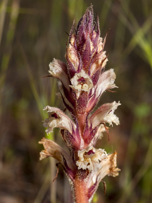 Orobanche almeriensis.08
