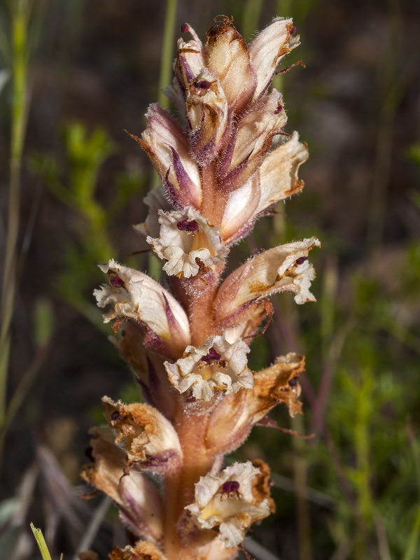 Orobanche almeriensis.09
