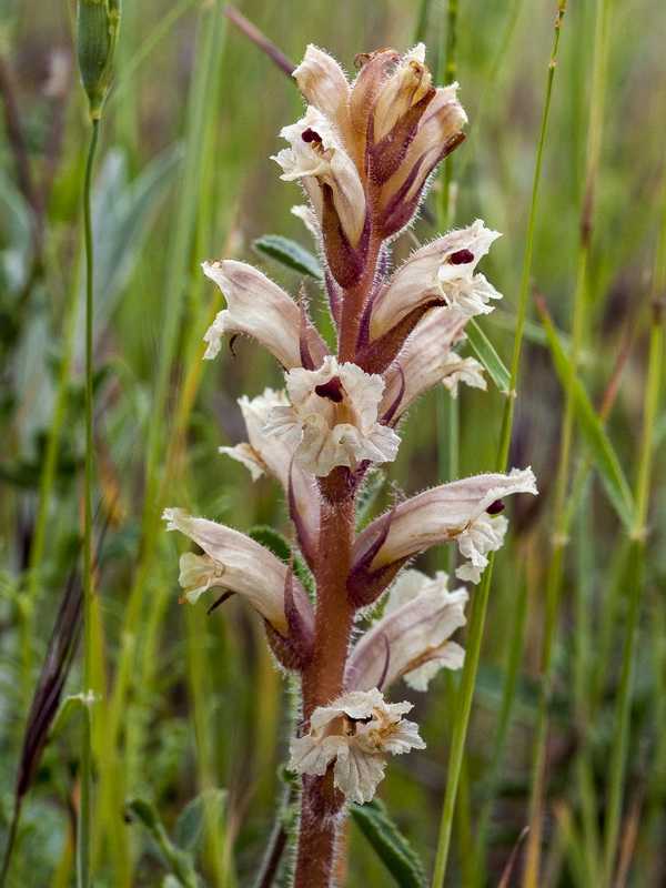 Orobanche almeriensis.10