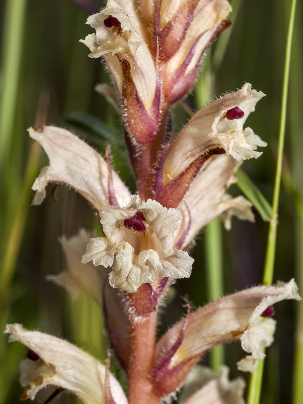 Orobanche almeriensis.11