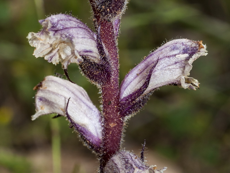 Orobanche almeriensis.15