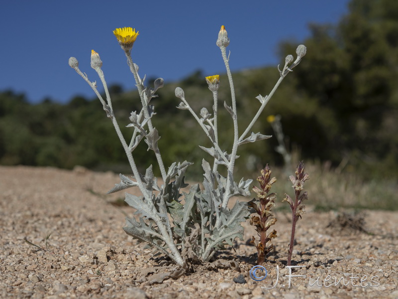Orobanche almeriensis.17