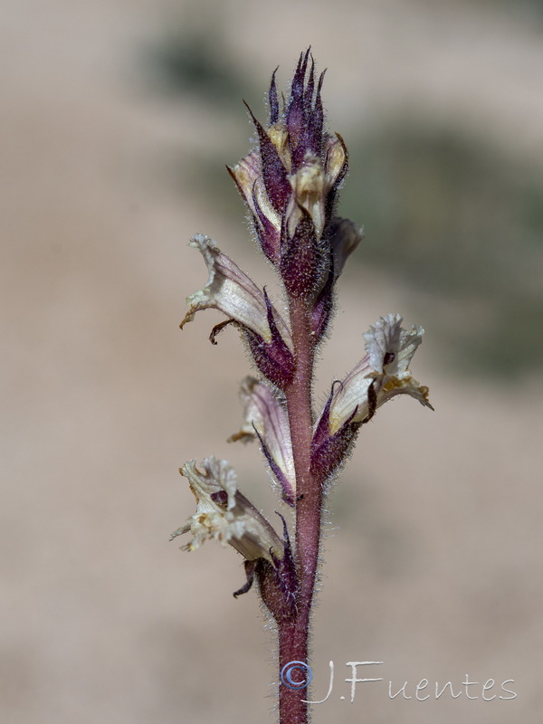 Orobanche almeriensis.17