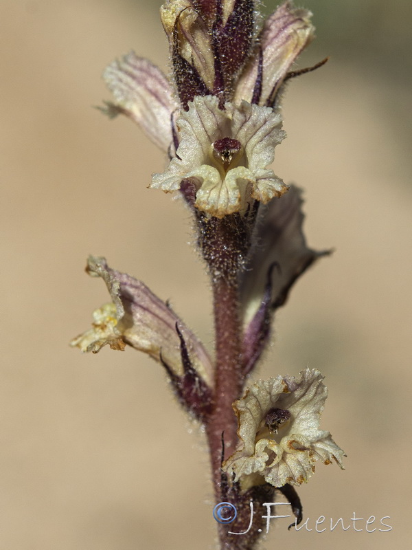 Orobanche almeriensis.16