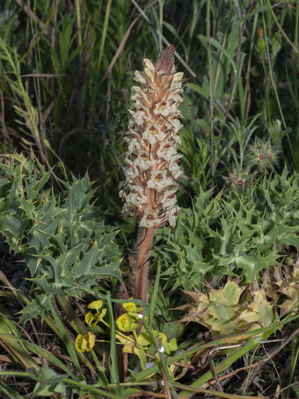 Orobanche amethystea amethystea.02