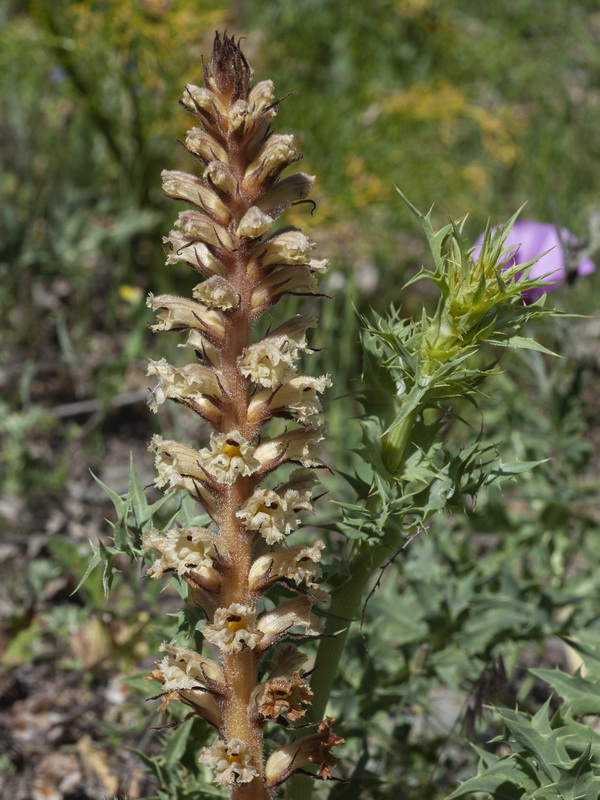 Orobanche amethystea amethystea.03