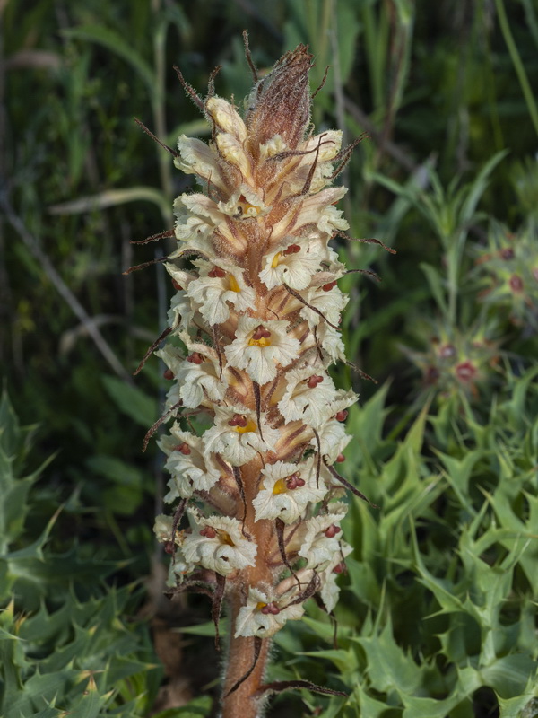 Orobanche amethystea amethystea.05