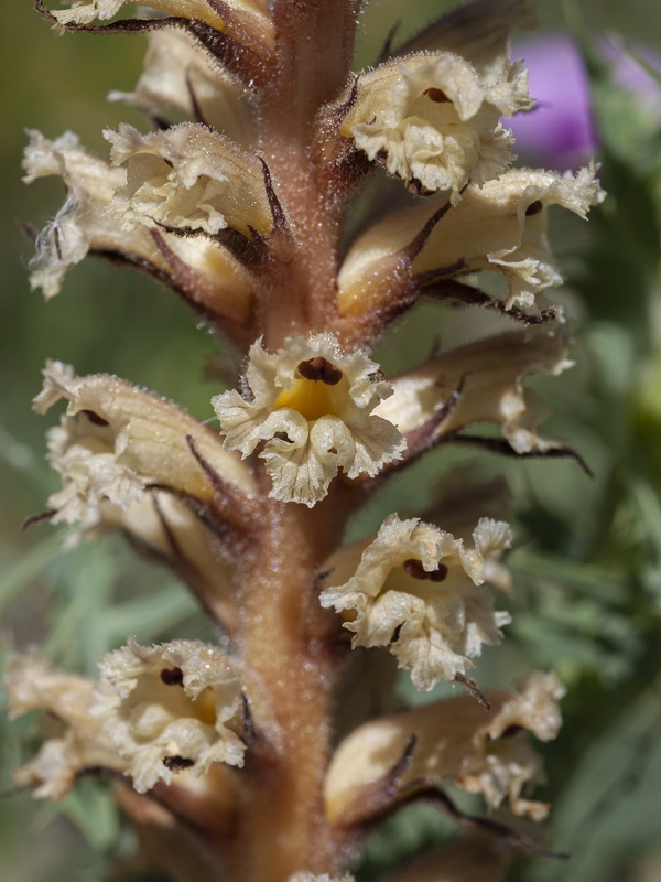 Orobanche amethystea amethystea.06