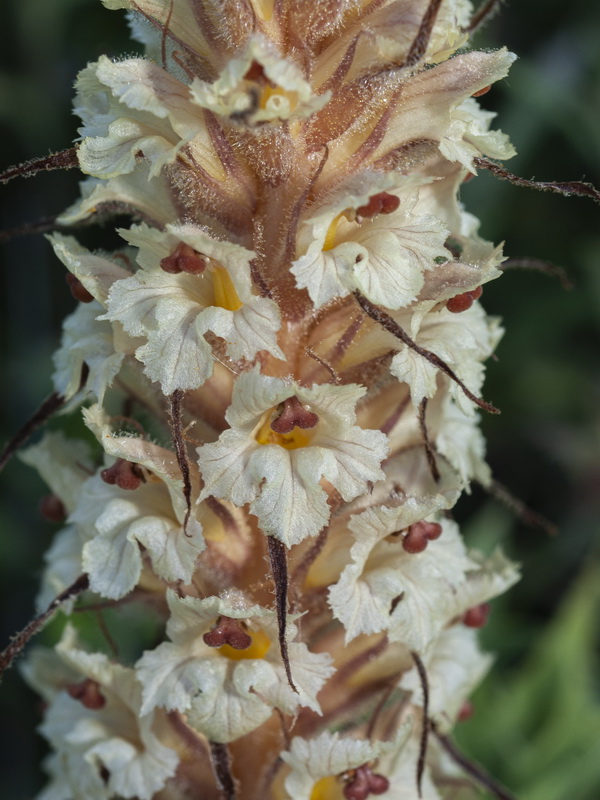 Orobanche amethystea amethystea.08