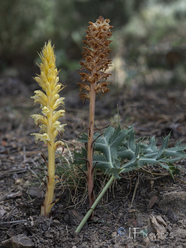 Orobanche amethystea amethystea.01