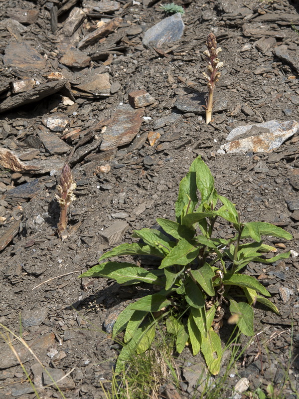 Orobanche amethystea castellana.01