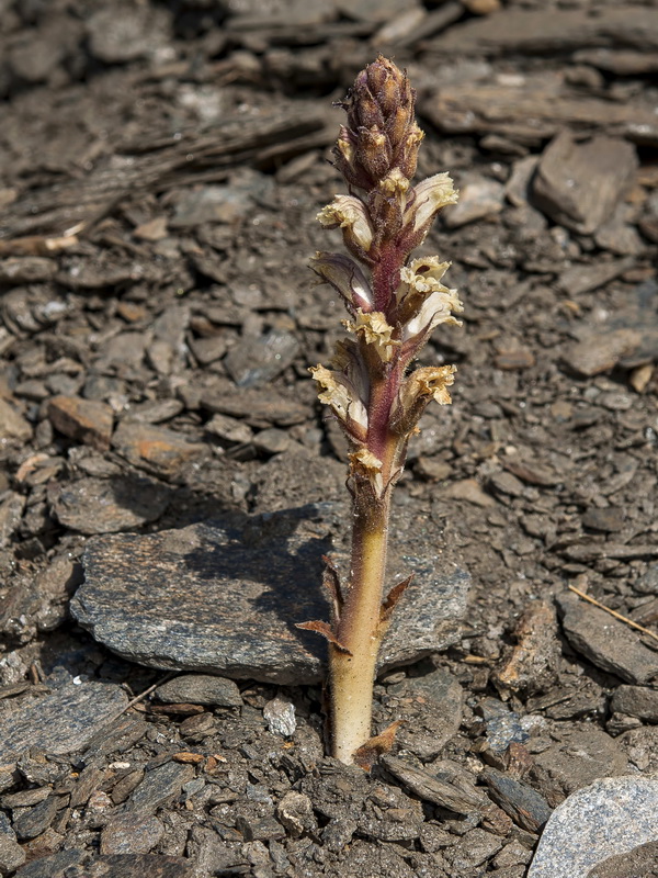 Orobanche amethystea castellana.02