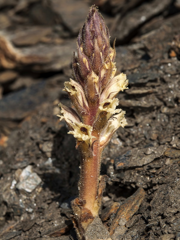 Orobanche amethystea castellana.03