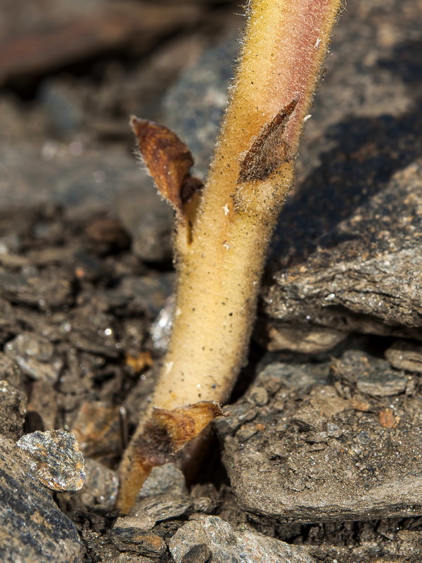 Orobanche amethystea castellana.05