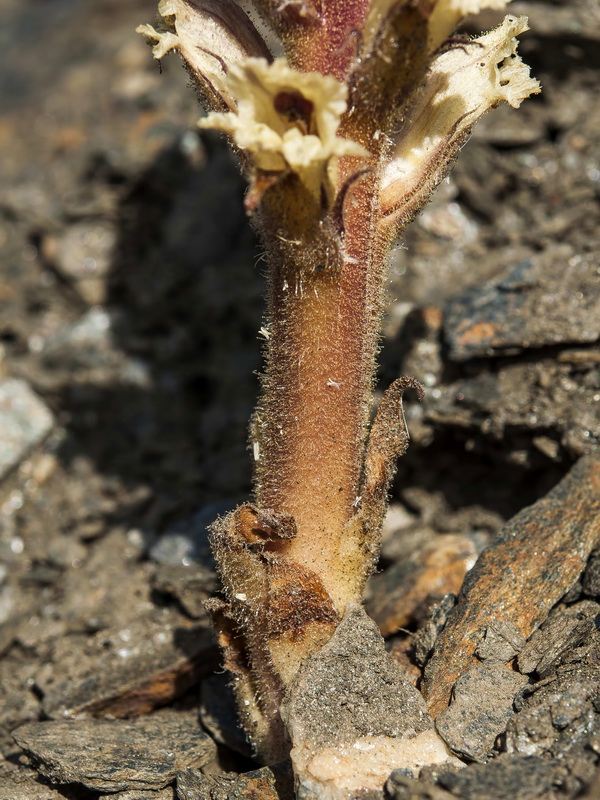 Orobanche amethystea castellana.06