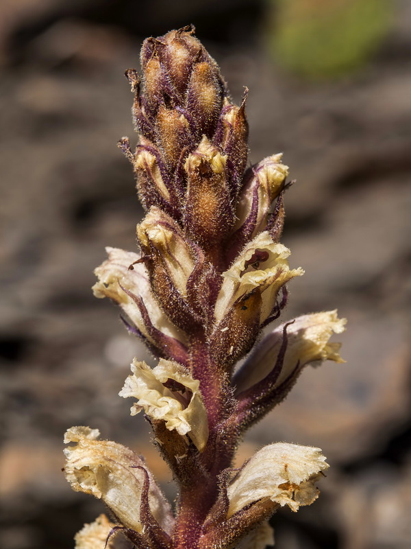 Orobanche amethystea castellana.07