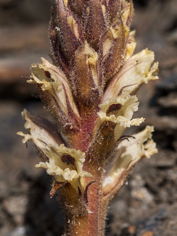 Orobanche amethystea castellana.08