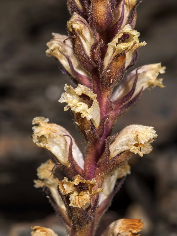 Orobanche amethystea castellana.10