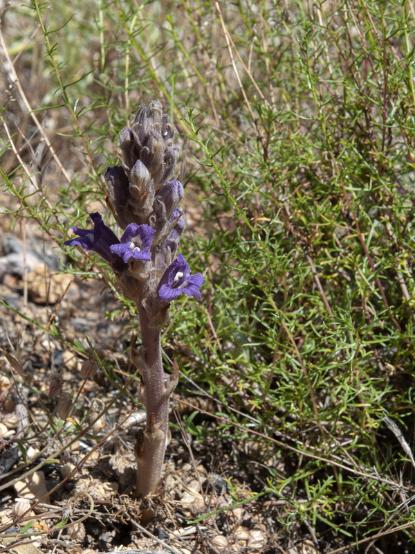 Orobanche arenaria.04