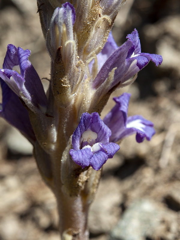 Orobanche arenaria.07