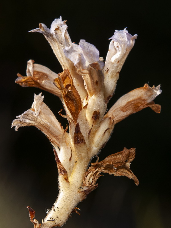 Orobanche arenaria.14