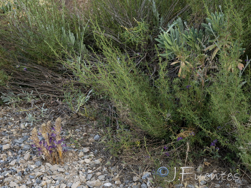 Orobanche arenaria.01