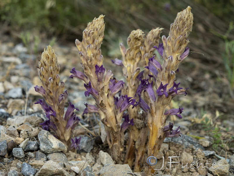 Orobanche arenaria.03