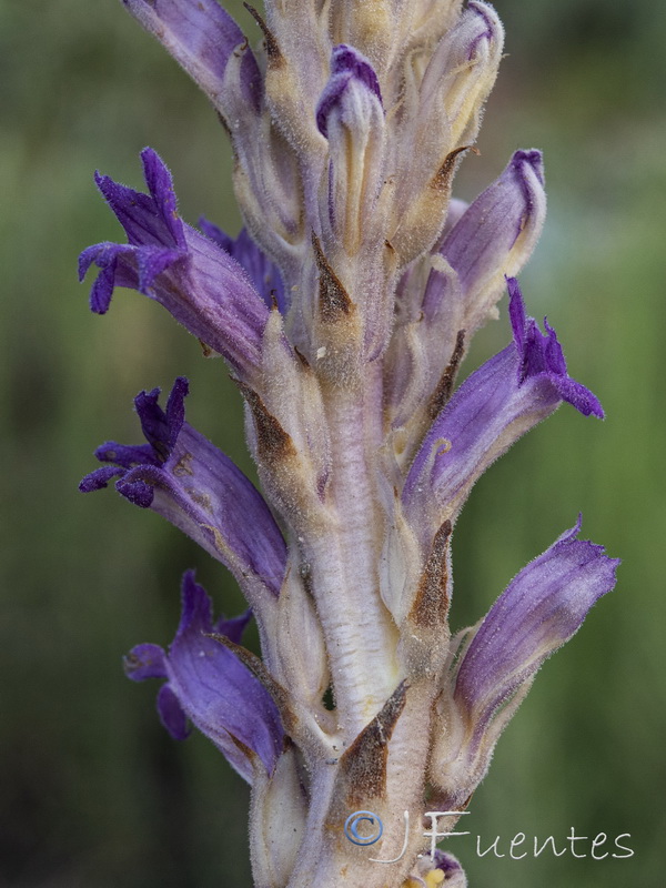 Orobanche arenaria.13