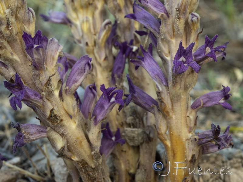 Orobanche arenaria.09
