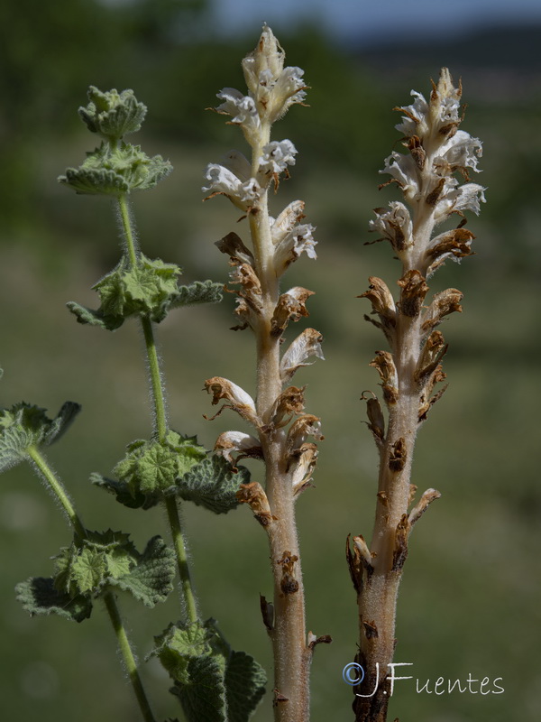 Orobanche ballotae.01