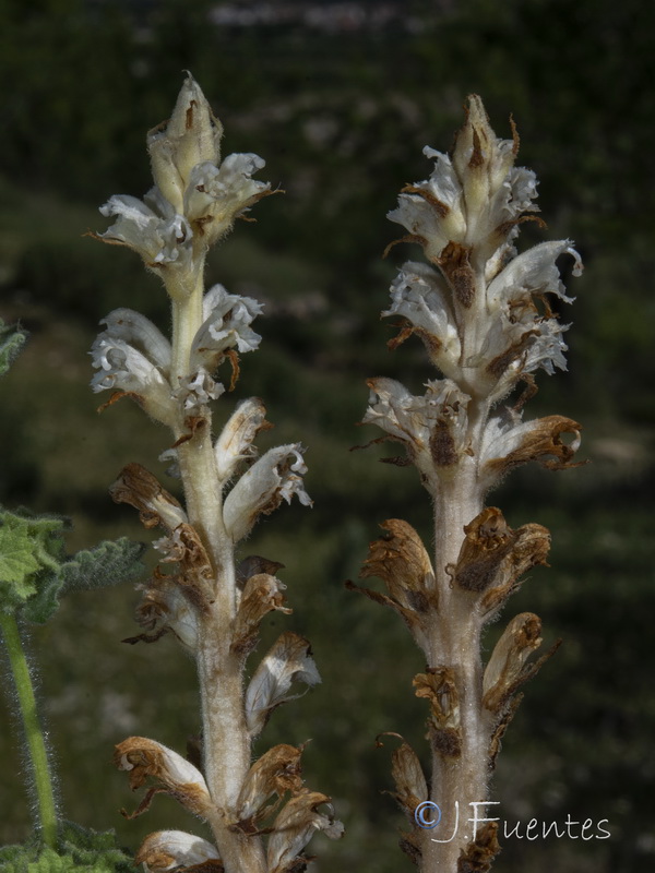 Orobanche ballotae.02