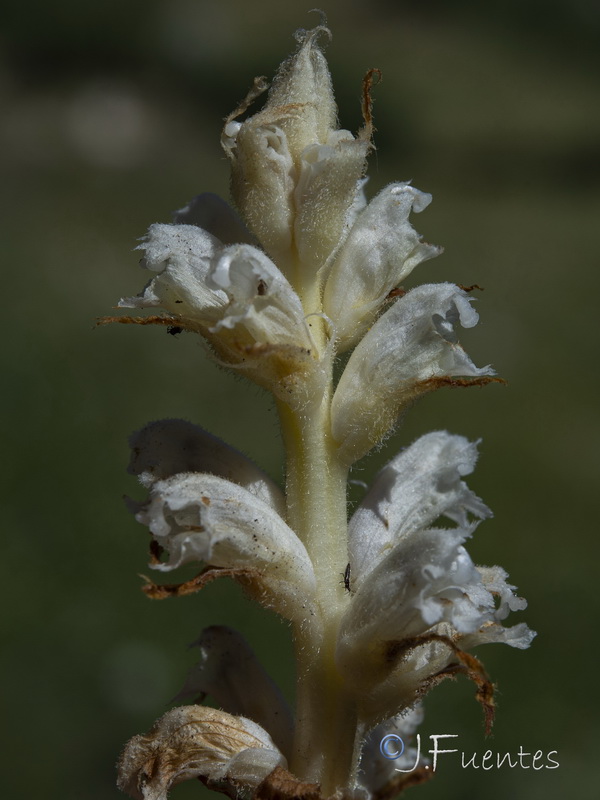 Orobanche ballotae.03