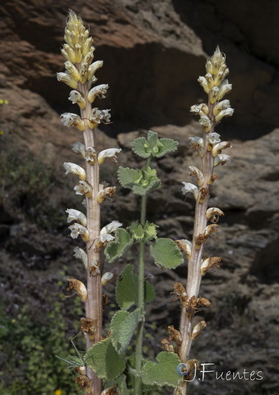 Orobanche ballotae.04