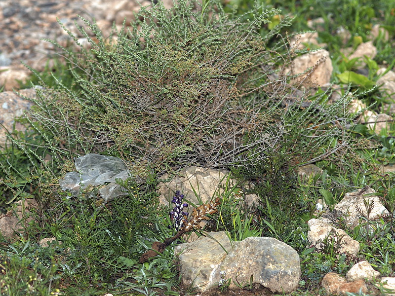 Orobanche cernua.01
