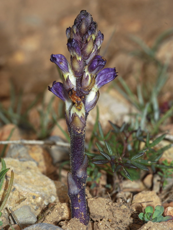Orobanche cernua.04